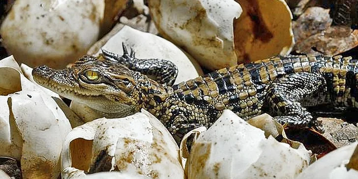Vstupenka do Krokodýlí Zoo Praha: kajmani, krokodýli i aligátoři