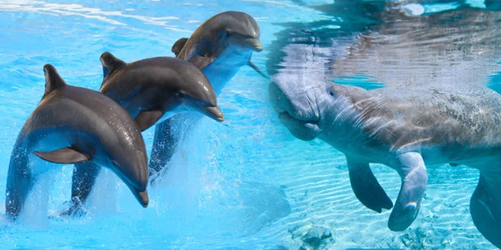 Jeden den v Norimberku a v místní ZOO s delfináriem