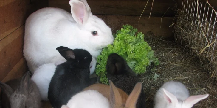 4 dny na farmě v Jižních Čechách u řeky Nežárky
