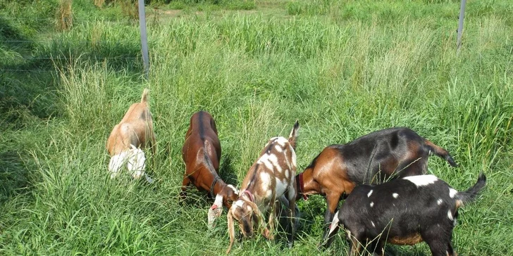4 dny na farmě v Jižních Čechách u řeky Nežárky