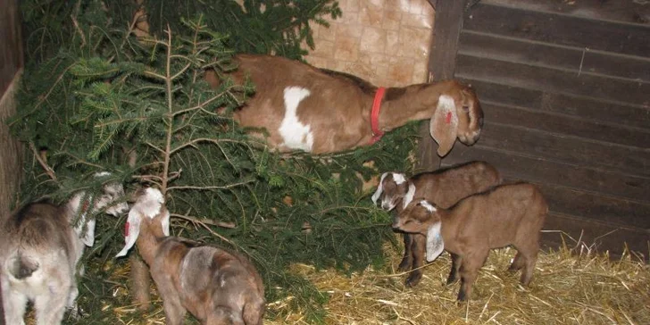 4 dny na farmě v Jižních Čechách u řeky Nežárky