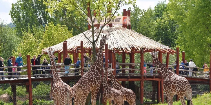 Noc v Hotelu Safari*** a prohlídka ZOO Dvůr Králové