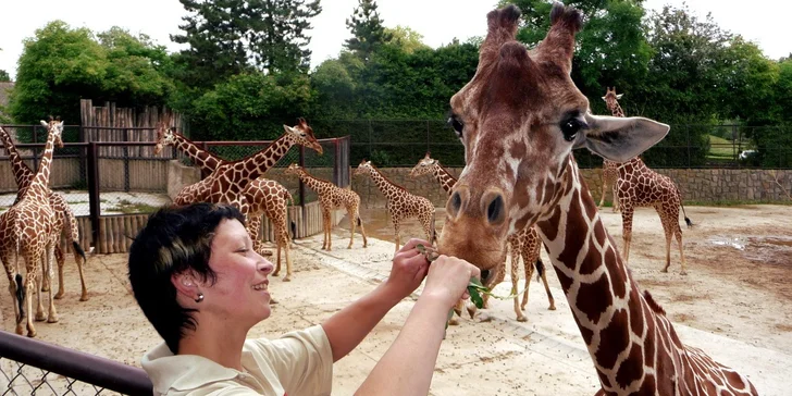 Noc v Hotelu Safari*** a prohlídka ZOO Dvůr Králové