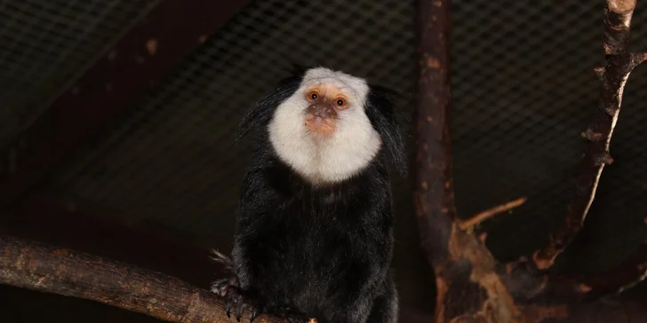Zoo se nesou specifické skřeky drápkatých opiček.