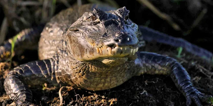 Krokodýlí Zoo