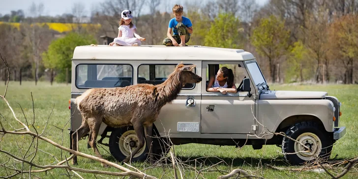Potkáte třeba lamy, velbloudy, daňky nebo jaky. Po areálu se můžete projet v offroadech. 