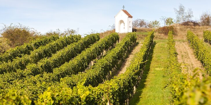 6 lahví moravského růžového vína z vinařství Zbyněk Osička