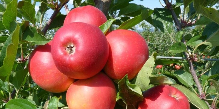Prodej jablek v Ovocných sadech Bříství u Kolína