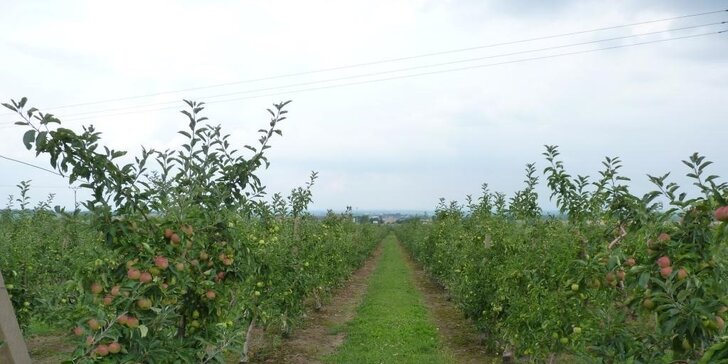 Prodej jablek v Ovocných sadech Bříství u Kolína