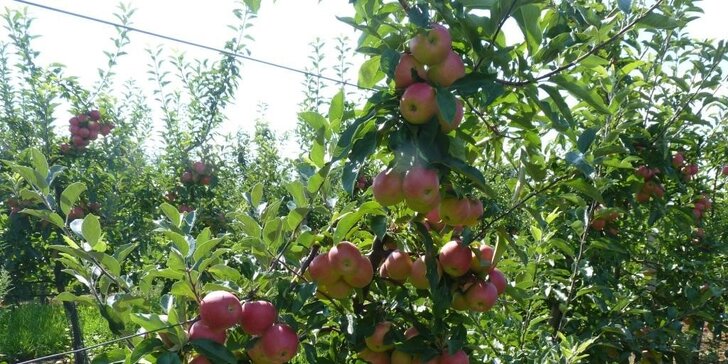Zdravý balíček: 5 kg prvotřídních jablek vybraných odrůd z rodinného sadu