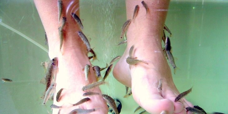 Koupel nohou s rybkami Garra Rufa: 15minutová rybí pedikúra pro děti i dospělé