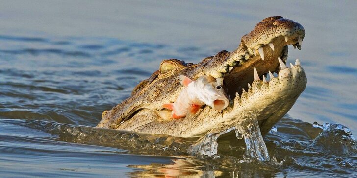 Vstup do báječné Krokodýlí ZOO aneb Vodní plazi naživo