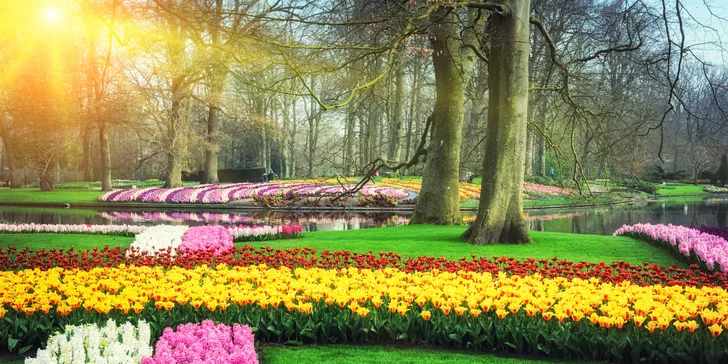 Každý rok tu vykvete sedm milionů tulipánů, narcisů a hyacintů.