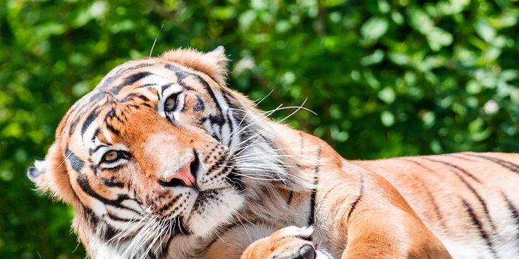 Fotografujte zvířata (nejen v zoo) jako profesionálové