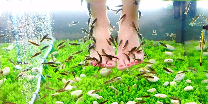 Báječná lázeň nohou: rybky Garra rufa včetně pedikúry či masáže dle výběru