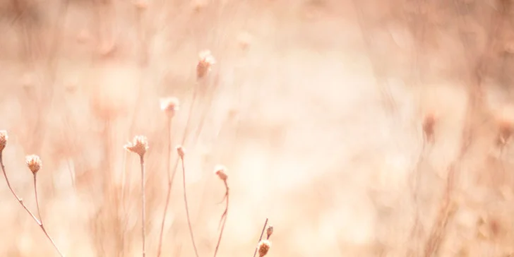 Fotografování psího mazlíčka pro krásnou vzpomínku