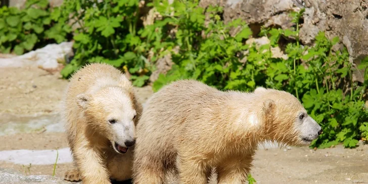 Dovolená s polopenzí u Brněnské přehrady a vstupy do ZOO