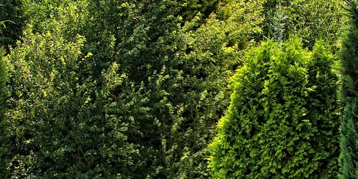Dvoudenní jízda ve vybraném kabrioletu