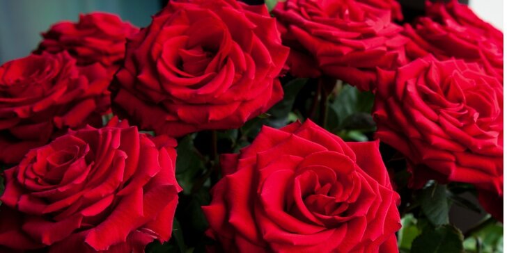 Dva tucty extra velkých růží Ekvádor