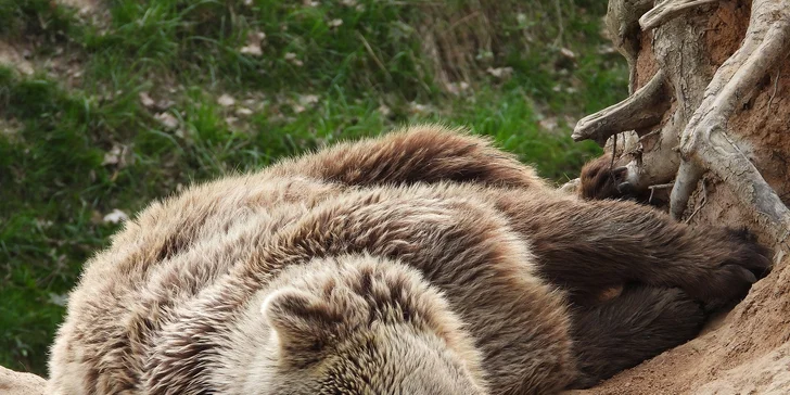Práci u zvířat si mohou vyzkoušet děti od 9 let. Ty do 15 let musí mít dospělý doprovod. 