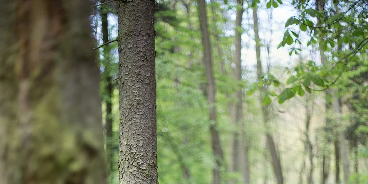 Portréty, těhotenské fotky, rodinné i párové focení nebo glamour