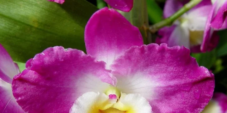 Největší výstava orchidejí v Rakousku, klášter Klosterneuburg a prohlídka Vídně