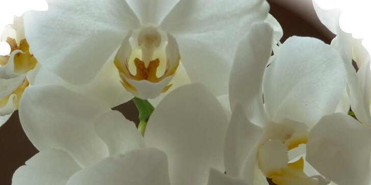 Největší výstava orchidejí v Rakousku, klášter Klosterneuburg a prohlídka Vídně