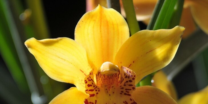 Největší výstava orchidejí v Rakousku, klášter Klosterneuburg a prohlídka Vídně
