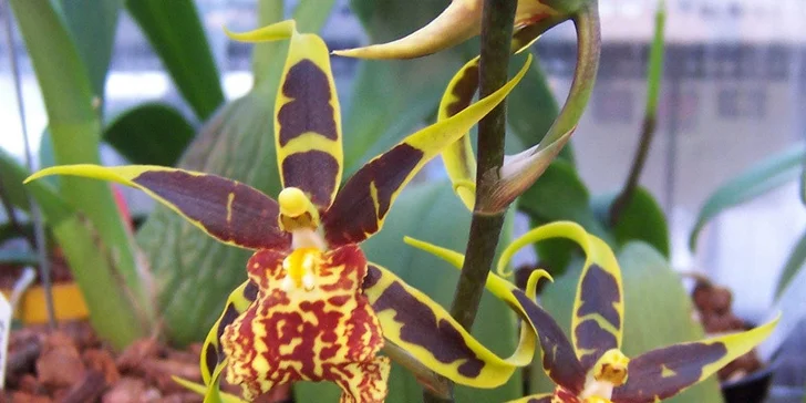 Největší výstava orchidejí v Rakousku, klášter Klosterneuburg a prohlídka Vídně