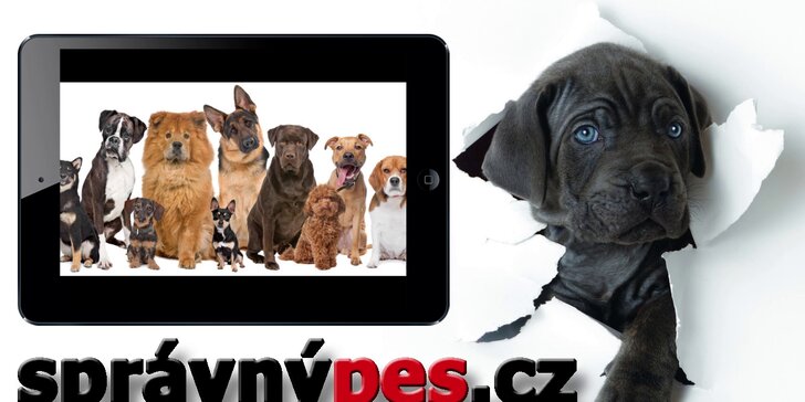 Online videokurz výcviku a péče o štěně a psa