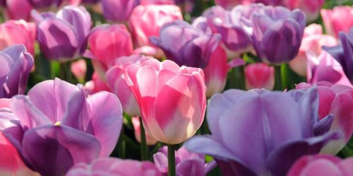 Výlet za tulipány do Holandska pro 1 osobu
