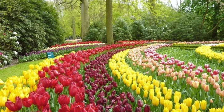 Výlet za tulipány do Holandska pro 1 osobu