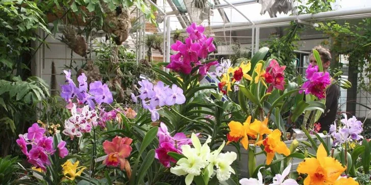 Kvetoucí kamélie zámeckého parku v Pillnitz a výstava Mezinárodní svět orchidejí