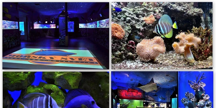 Vstupenky pro dospělé i děti do ZOO Mořský svět. Poznejte piraně, žraloky, murény a další podmořský život na úchvatné podívané!