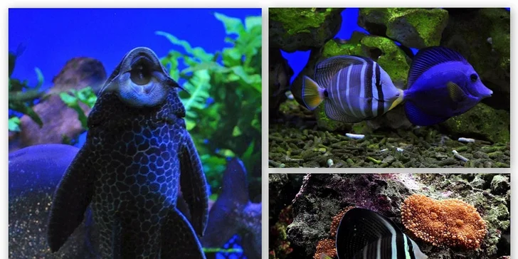 Vstupenky pro dospělé i děti do ZOO Mořský svět. Poznejte piraně, žraloky, murény a další podmořský život na úchvatné podívané!