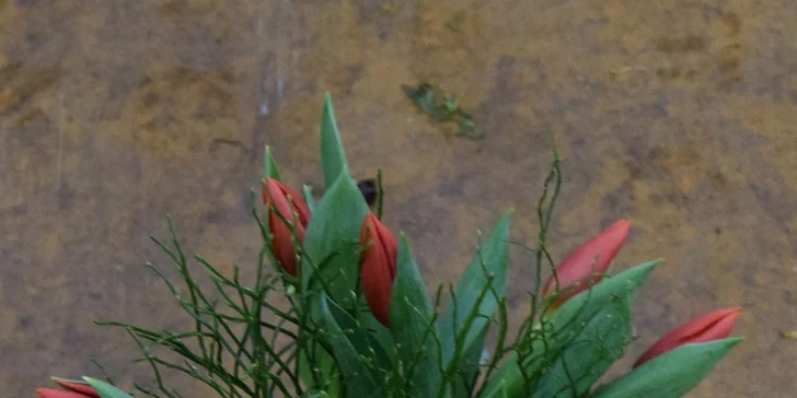Nádherná kytice růží nebo tulipánů