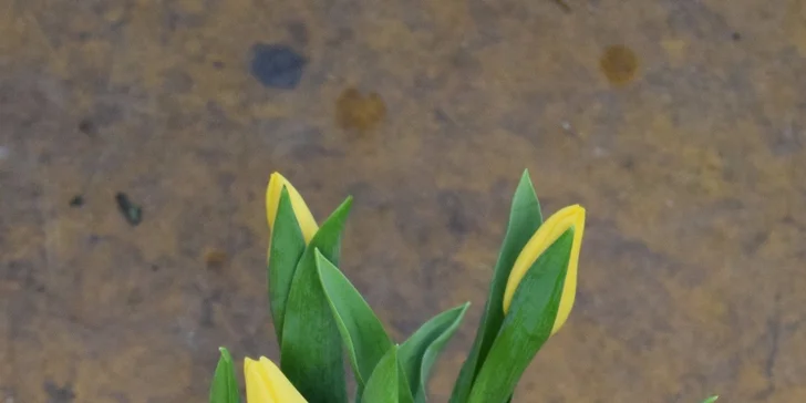 Nádherná kytice růží nebo tulipánů
