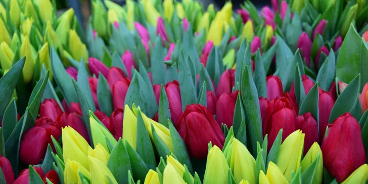 Nádherná kytice růží nebo tulipánů