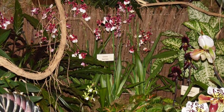 Největší výstava orchidejí v Evropě, prohlídka centra Drážďan a nákupy v Primarku