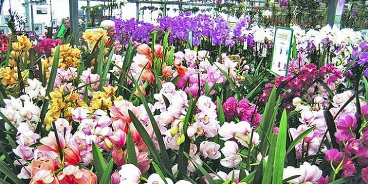 Největší výstava orchidejí v Evropě, prohlídka centra Drážďan a nákupy v Primarku