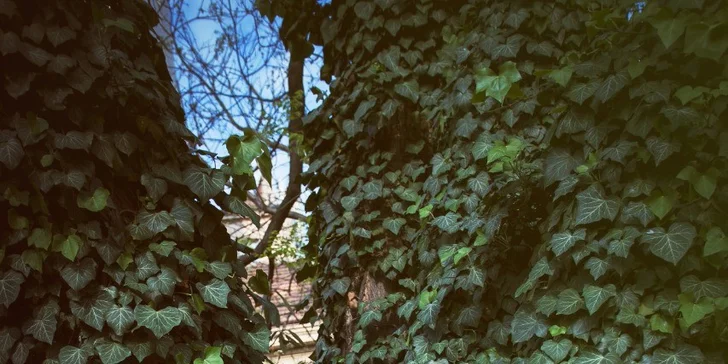Profesionální fotografování v ateliéru nebo exteriéru
