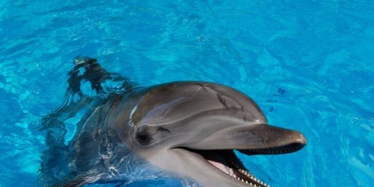 Den v Norimberku a v místní ZOO s delfináriem: delfíni, kapustňákci a lachtani