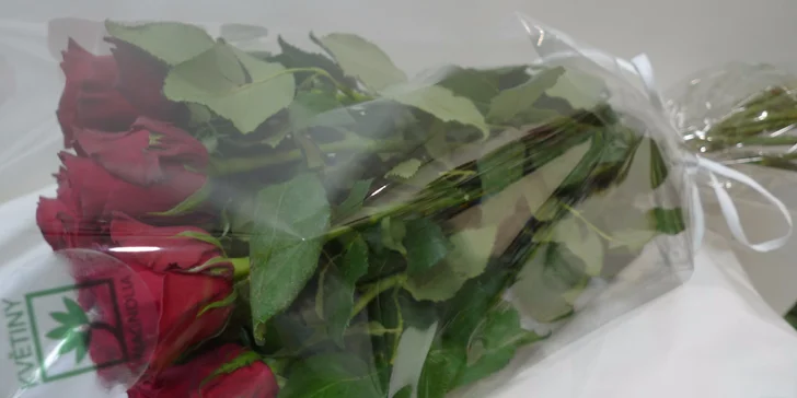 Puget 7 až 25 extra velkých červených růží z Ekvádoru