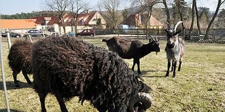 Rodinný pobyt na Farmě Blaník s bohatým programem i wellness