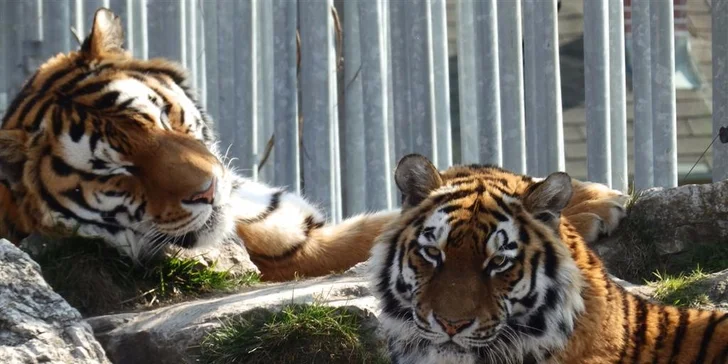 Vstupenky do hodonínské zoo: rodinné lupeny i lístky pro jednotlivce