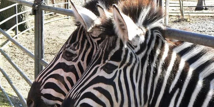 Vstupenky do hodonínské zoo: rodinné lupeny i lístky pro jednotlivce