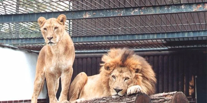 Vstupenky do hodonínské zoo: rodinné lupeny i lístky pro jednotlivce