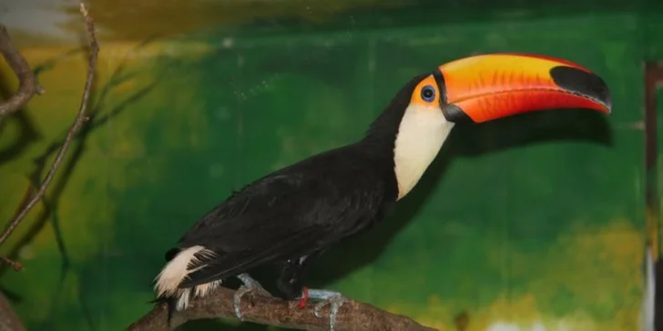 Vstupenky do hodonínské zoo: rodinné lupeny i lístky pro jednotlivce