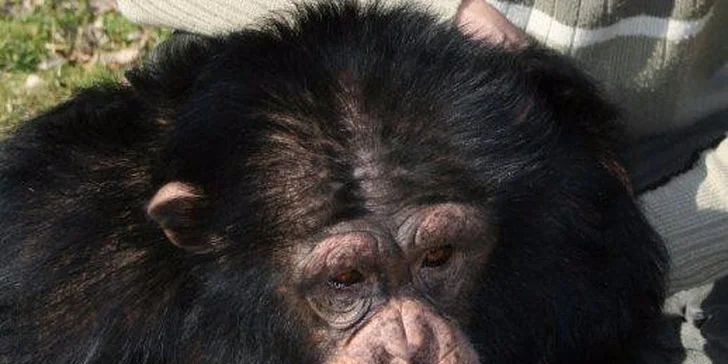 Vstupenky do hodonínské zoo: rodinné lupeny i lístky pro jednotlivce