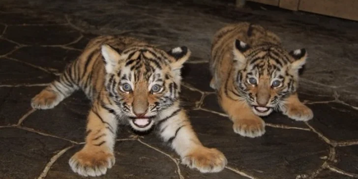 Vstupenky do hodonínské zoo: rodinné lupeny i lístky pro jednotlivce
